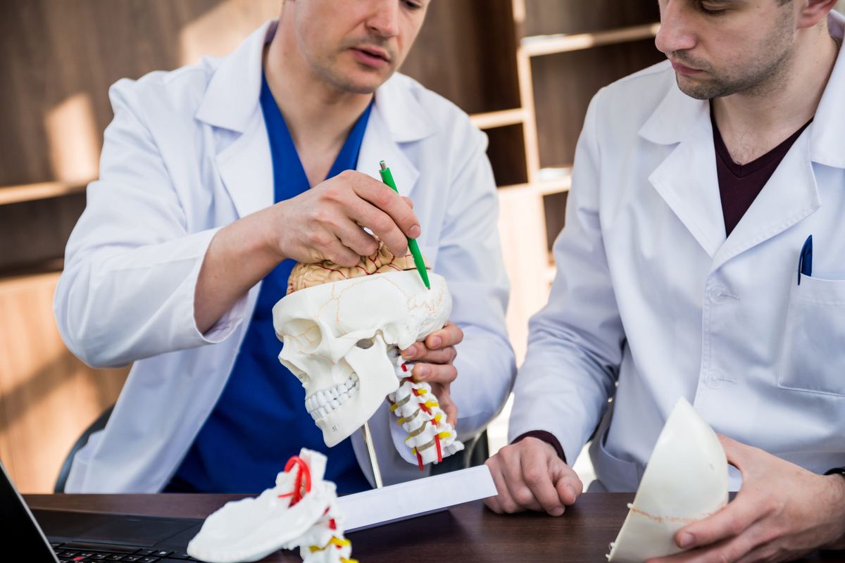 Two surgeons examining a model of the skull, brain and cervical spine during surgical planning.